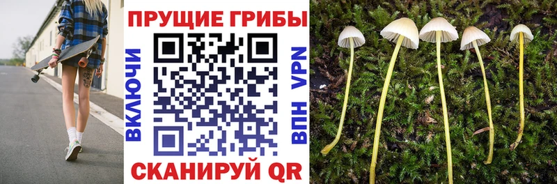 Купить  Дмитровск  Псилоцибиновые грибы Psilocybe 
